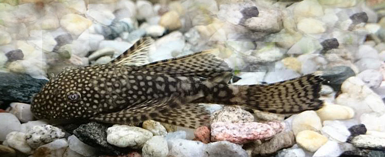 (Ancistrus cirrhosus