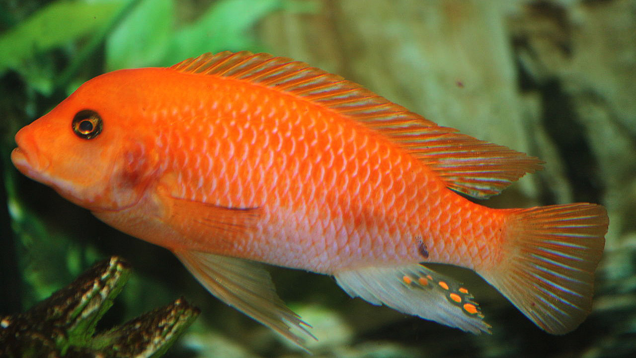Red_Zebra_Cichlid kopie