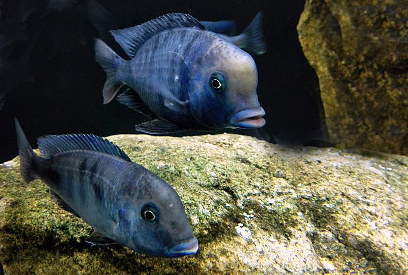 Cyrtocara morii